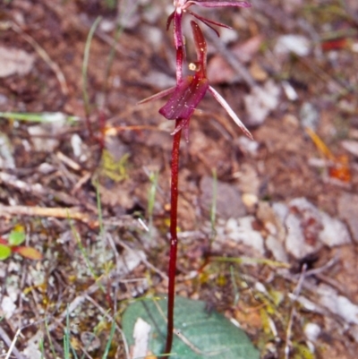 Cyrtostylis reniformis