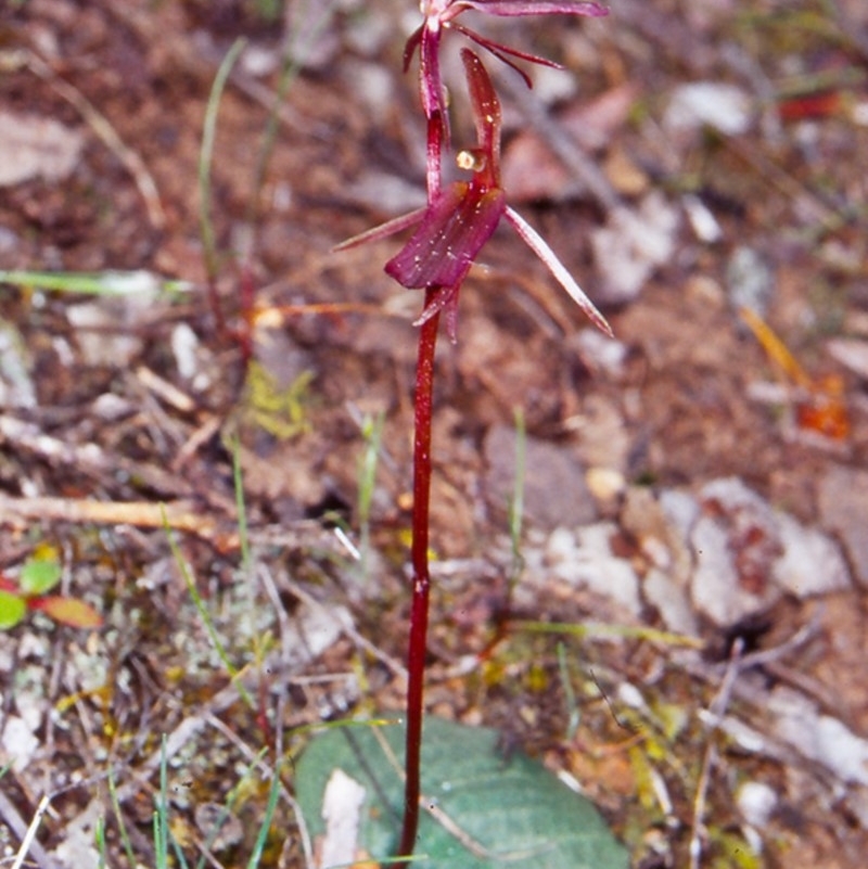 Cyrtostylis reniformis