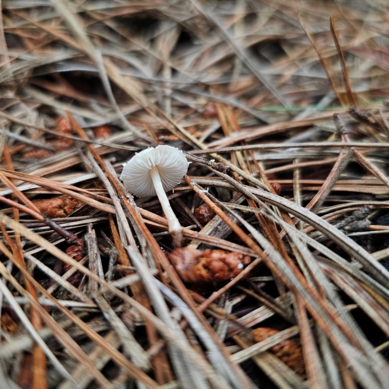 Cystolepiota sp.