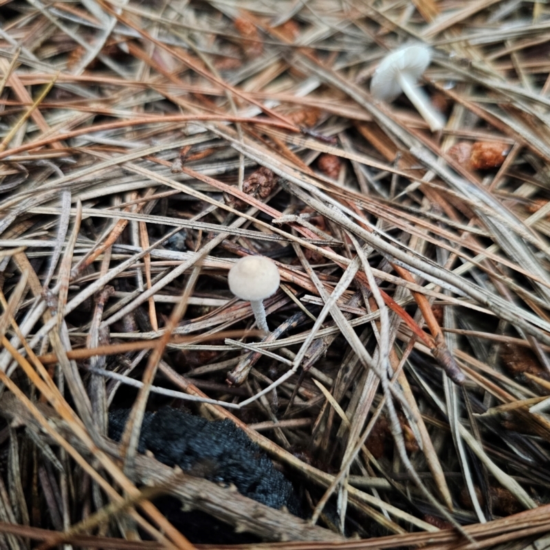 Cystolepiota sp.