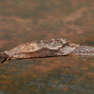 Cystopelta sp. (genus)