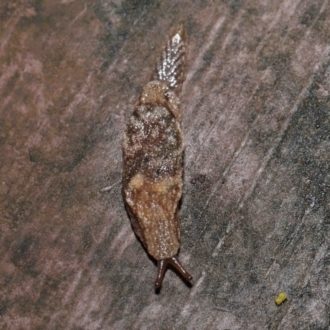 Cystopelta sp. (genus)