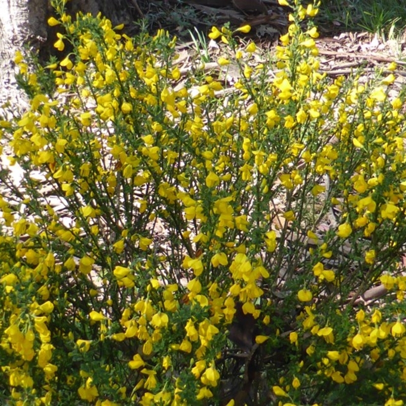 Cytisus scoparius subsp. scoparius