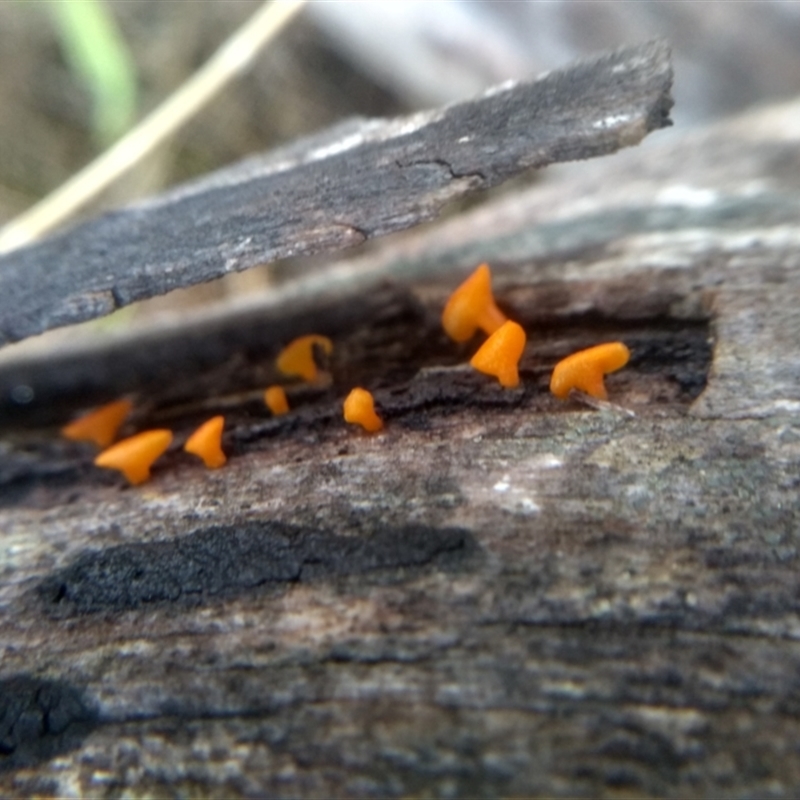 Dacrymyces sp.