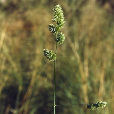 Dactylis glomerata