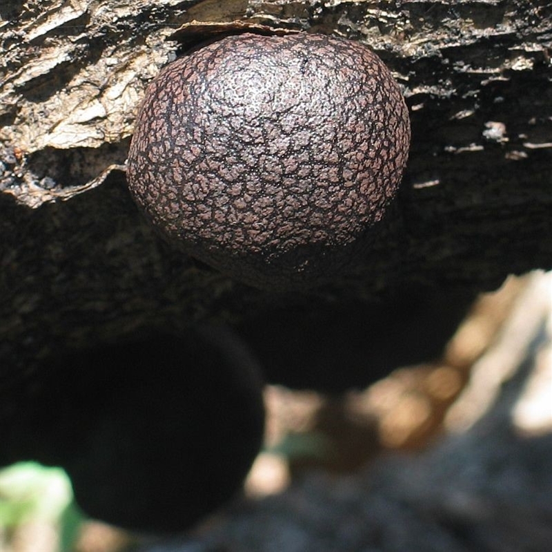 Daldinia grandis