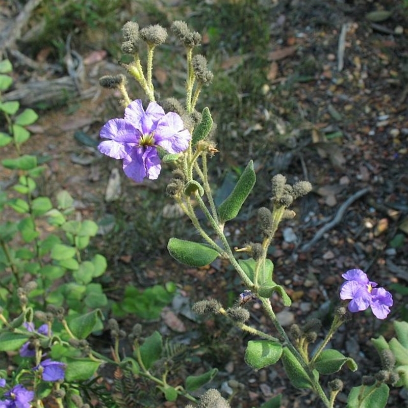 Dampiera purpurea