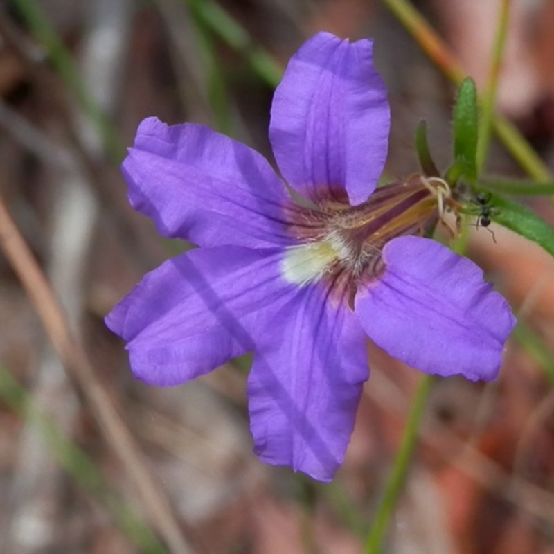 Dampiera sp.