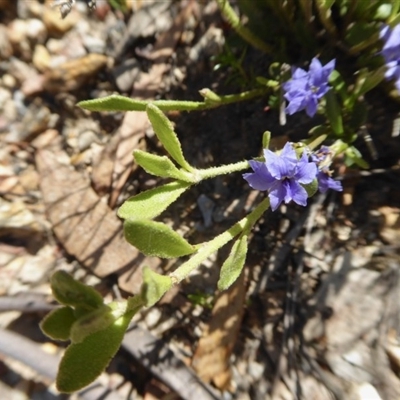 Dampiera stricta