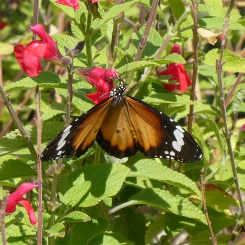 Danaus petilia