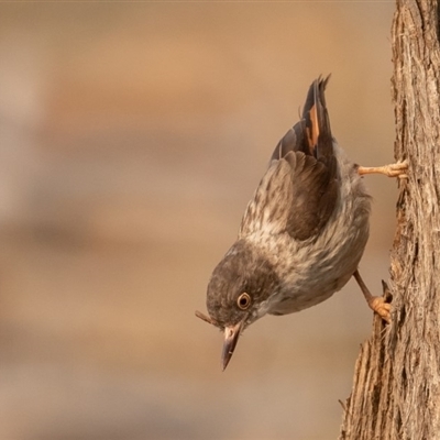 Daphoenositta chrysoptera