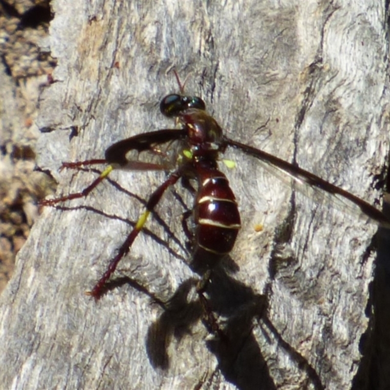 Daptolestes limbipennis