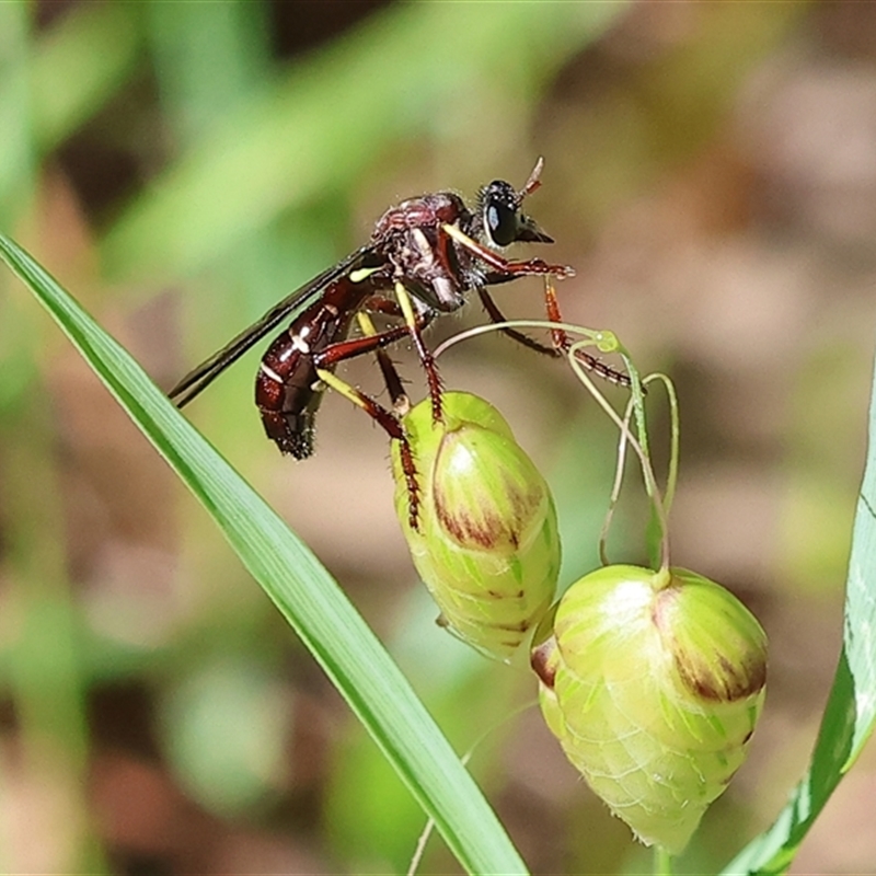 Daptolestes sp. (genus)