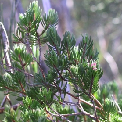 Darwinia camptostylis