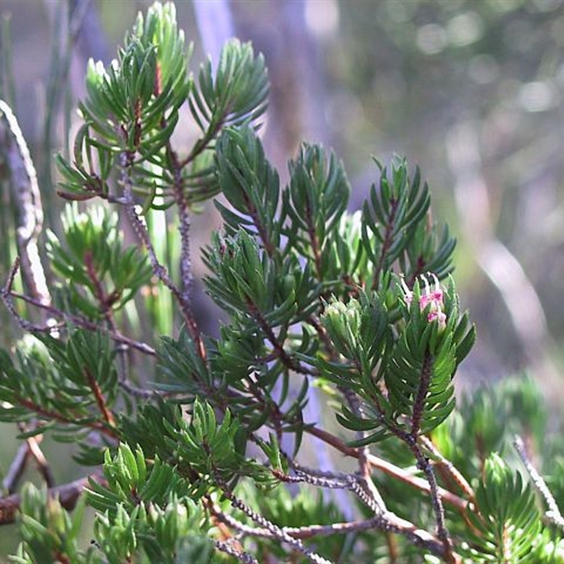 Darwinia camptostylis