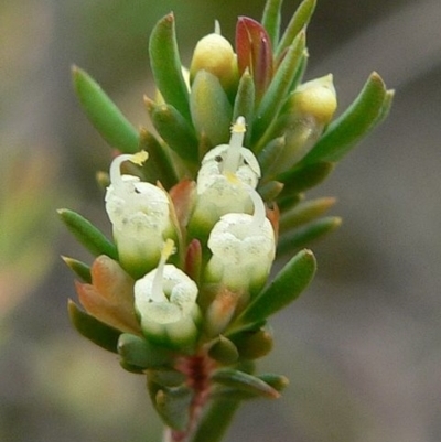 Darwinia camptostylis