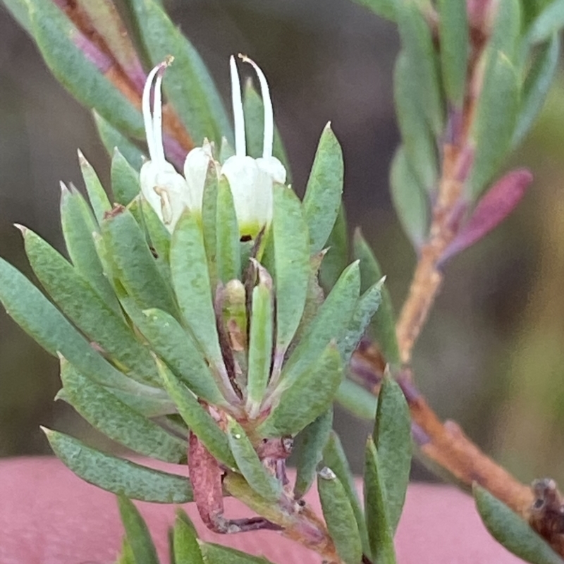 Darwinia leptantha