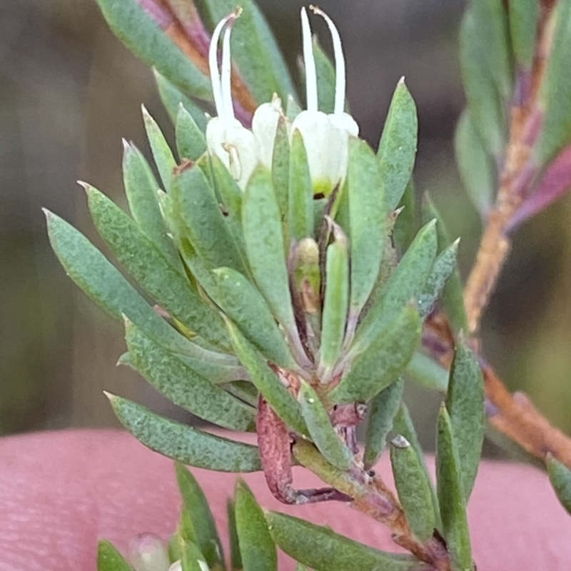 Darwinia leptantha