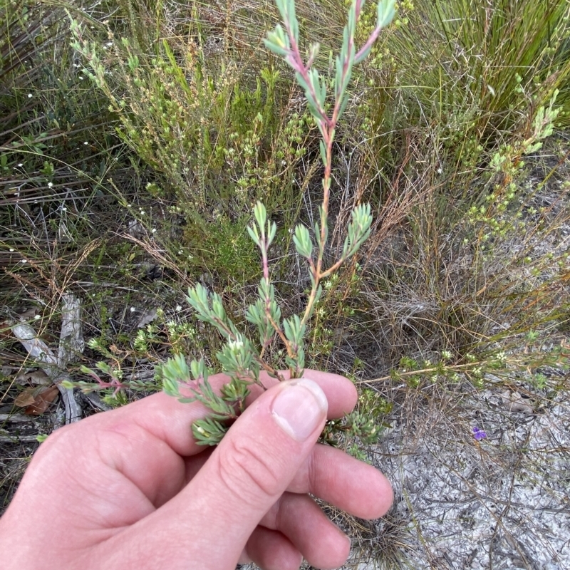 Darwinia leptantha