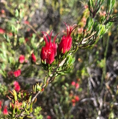 Darwinia taxifolia subsp. macrolaena