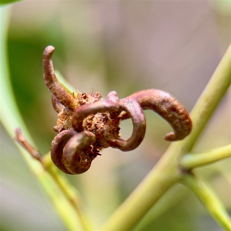 Dasineura sp. (genus)