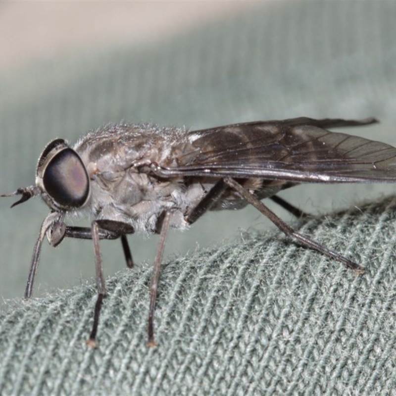 Dasybasis sp. (genus)