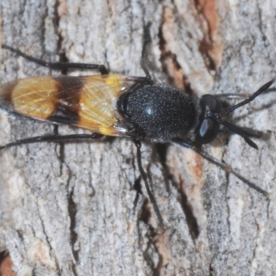 Agapophytus aterrimus