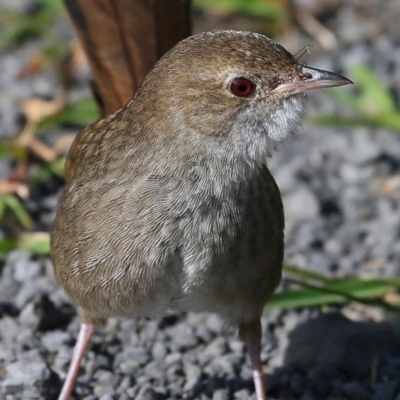 Dasyornis brachypterus