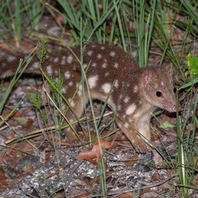 Dasyurus maculatus