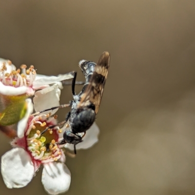 Agapophytus sp. (genus)