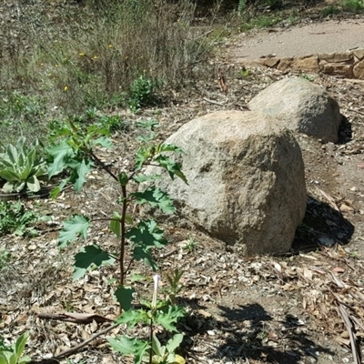 Datura sp.