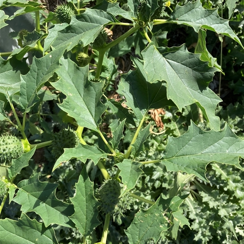 Datura stramonium