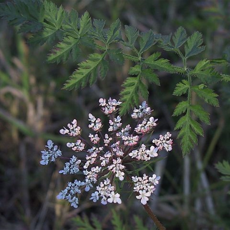 Daucus carota