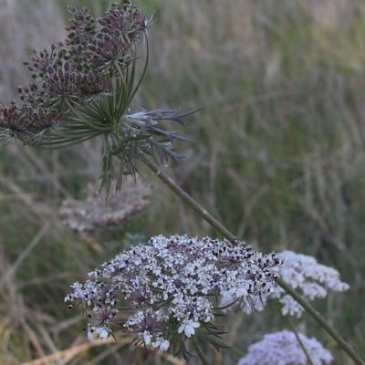 Daucus carota