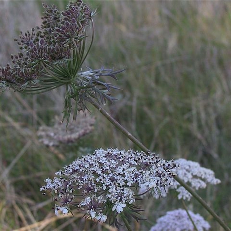 Daucus carota