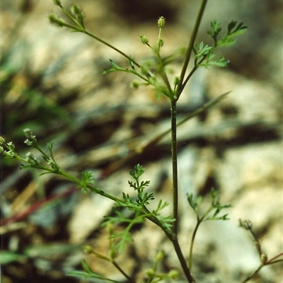 Daucus glochidiatus