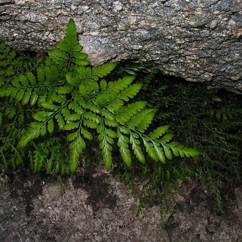 Davallia solida var. pyxidata