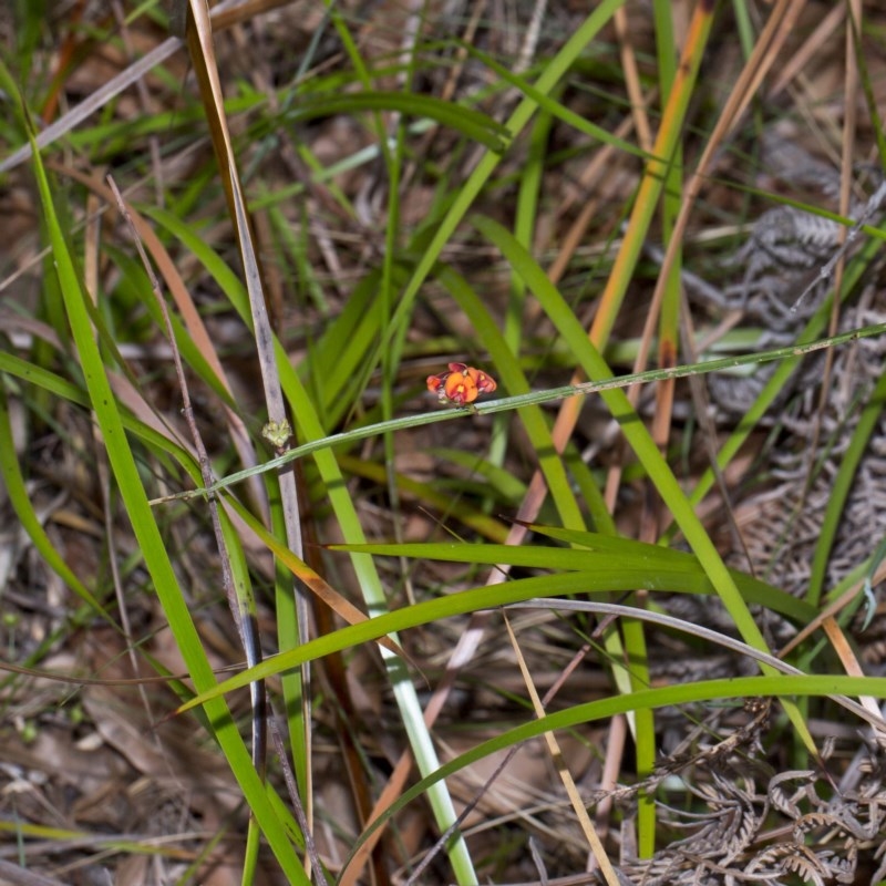 Daviesia alata