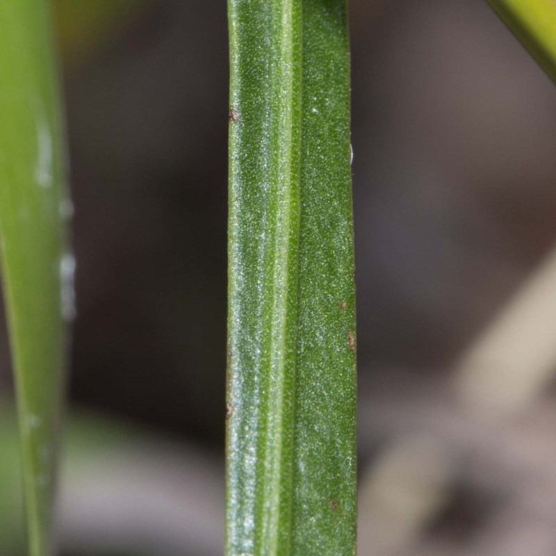 Daviesia alata