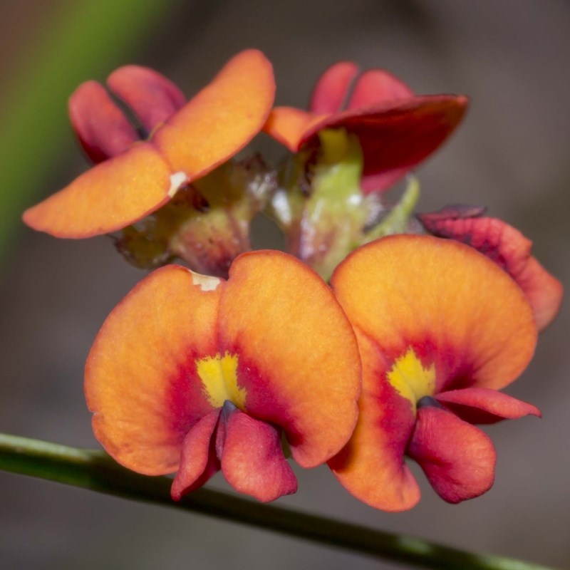 Daviesia alata