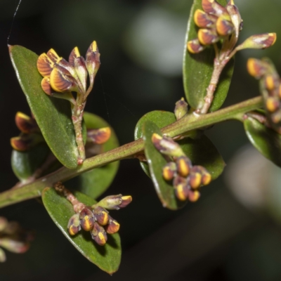 Daviesia buxifolia