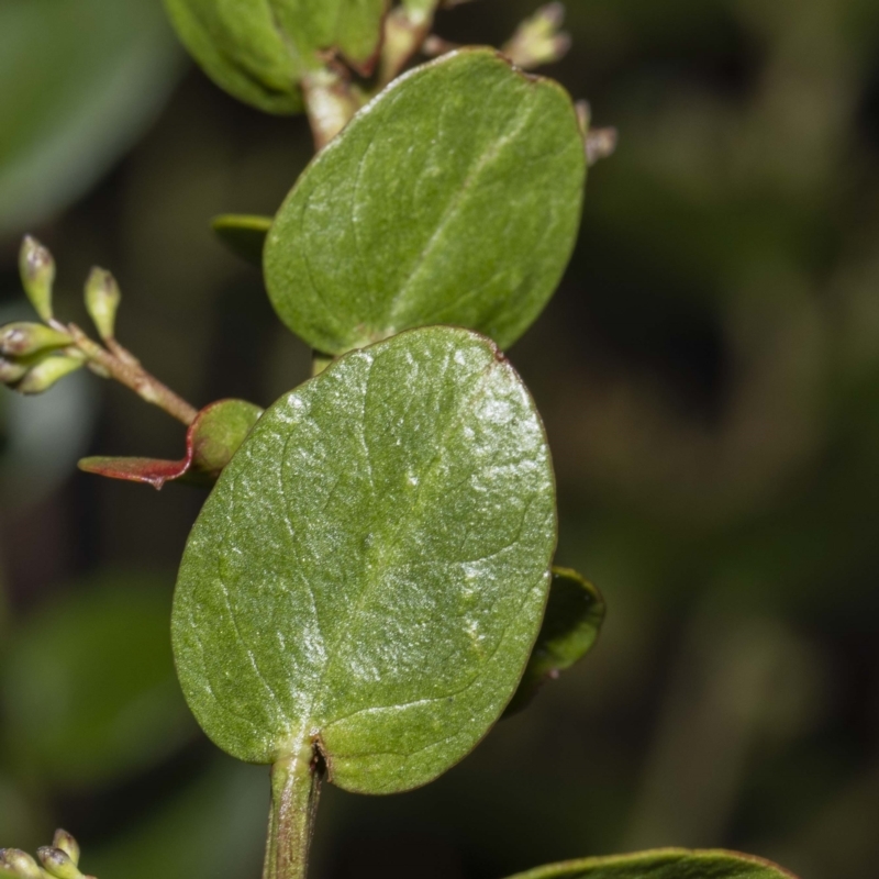 Daviesia buxifolia