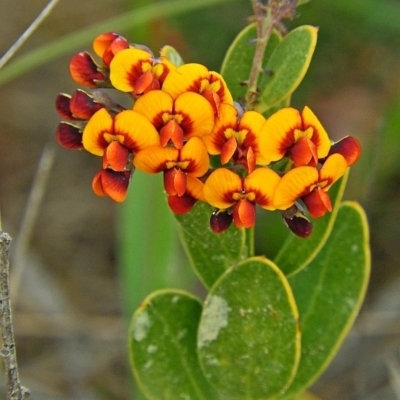 Daviesia corymbosa