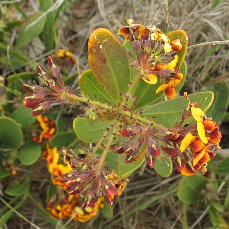 Daviesia corymbosa