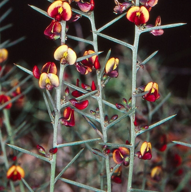 Daviesia genistifolia