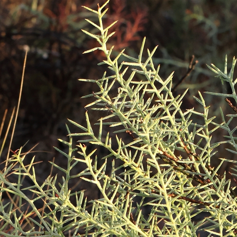 Daviesia genistifolia