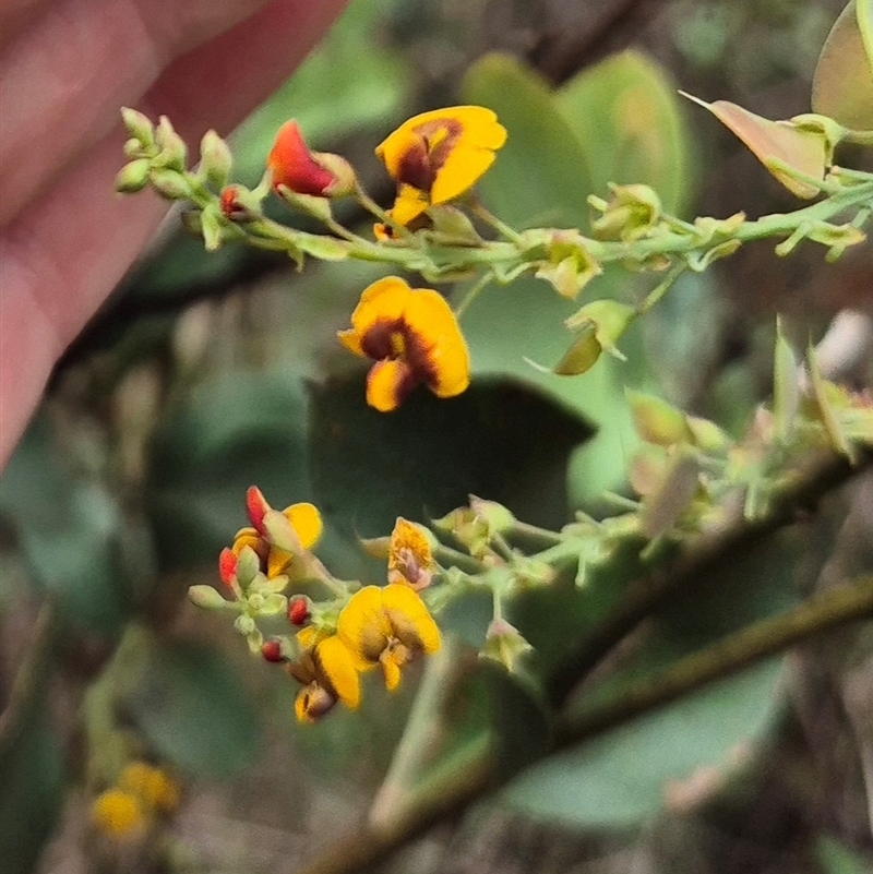 Daviesia latifolia