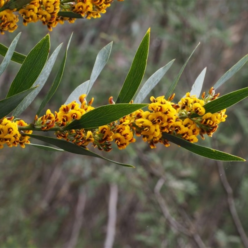 Daviesia mimosoides