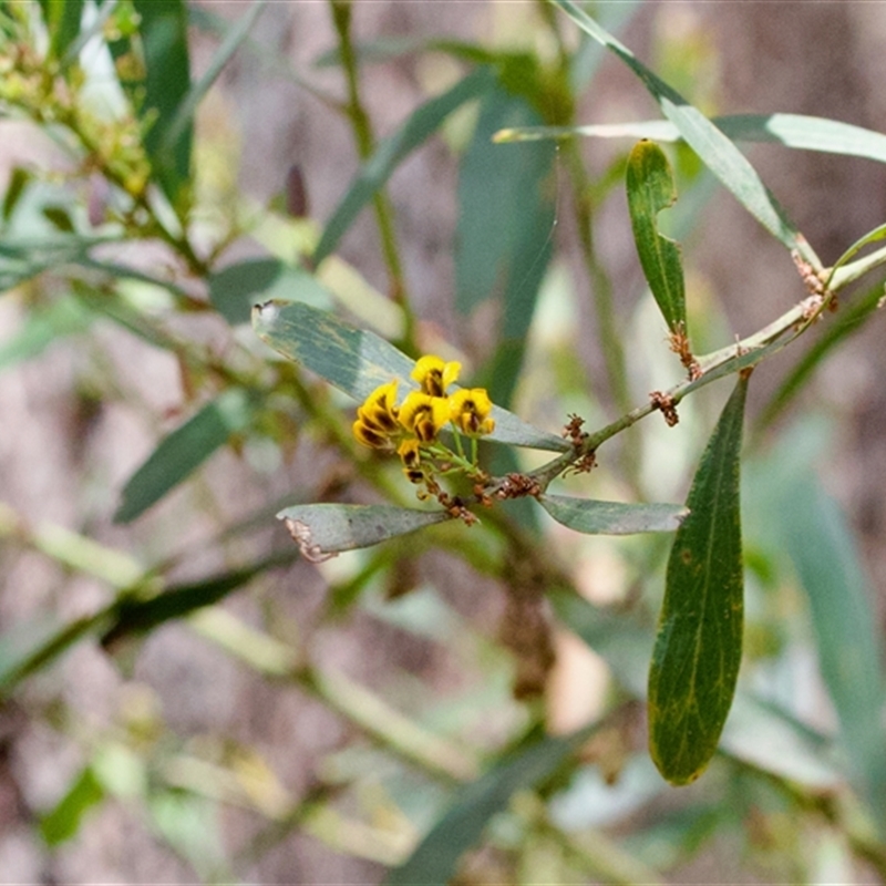 Daviesia mimosoides