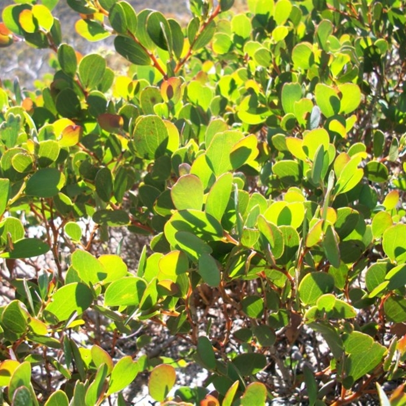 Daviesia mimosoides subsp. acris